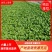 精选上海青小青菜小油菜矮脚菜货源充足量大从优诚信合作欢迎来电