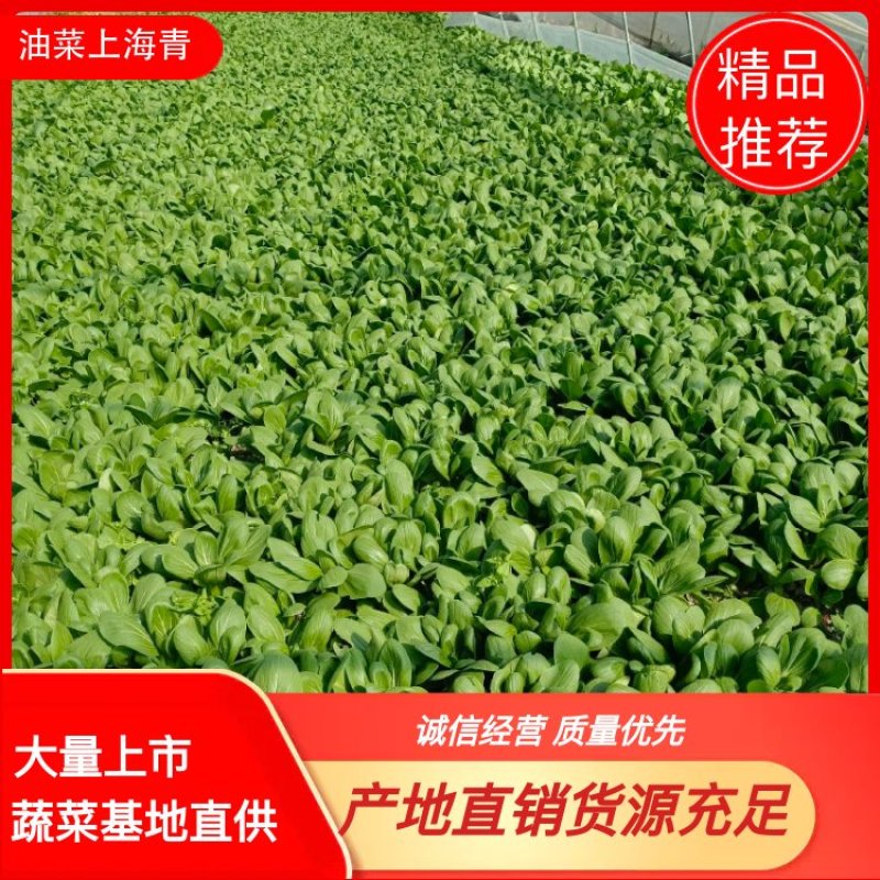 精选上海青小青菜小油菜矮脚菜货源充足量大从优诚信合作欢迎来电