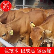 [热]黄牛犊改良品种大体型适应强包技术包成活包运输