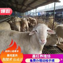 [热销]小尾寒羊原种产地自养自销一手货源包技术全国
