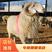 纯种小尾寒羊种羊怀孕母羊羊羔绵羊杜泊羊种红羊肉羊