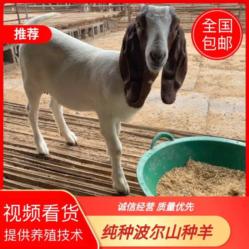 纯种波尔山羊种羊母羊种公羊怀孕母羊一只也发货全国包邮