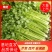 安徽芹菜大量上市了品种多西芹玻璃脆香芹可供选择产地可发货