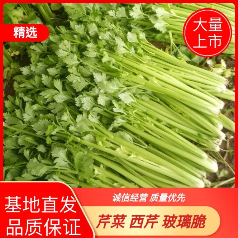 安徽芹菜大量上市了品种多西芹玻璃脆香芹可供选择产地可发货