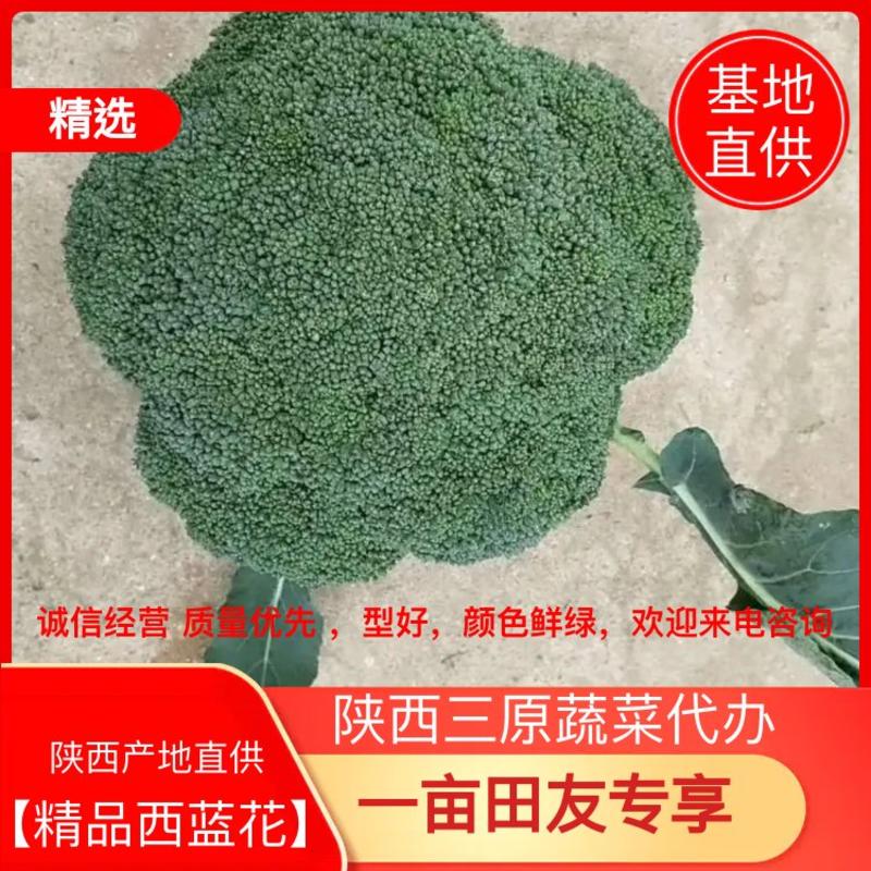 西蓝花，陕西三原常年供应【精品西蓝花】，型好，颜色鲜绿