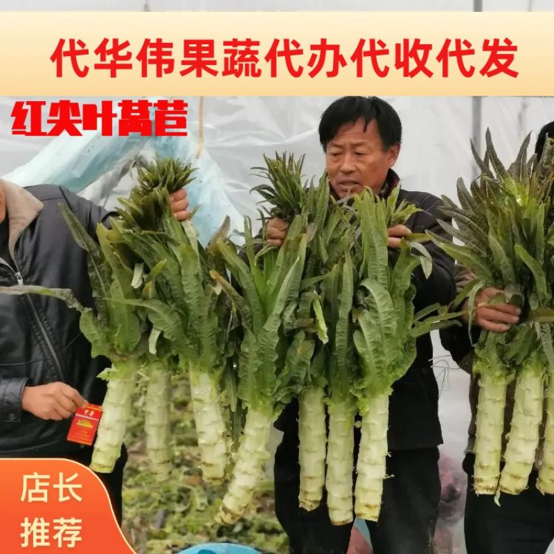 福建红尖叶飞桥一号香莴笋产地直供代收代发全国市场