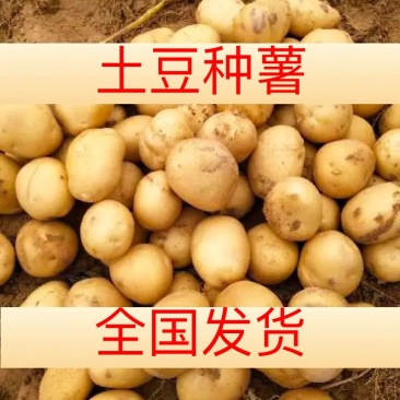 精品v七西森六号V8陇七全国发货，支持产地视频看货