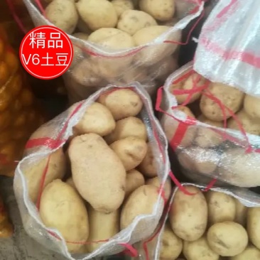 实验一土豆3两精品全国发货无虫眼个大看相好