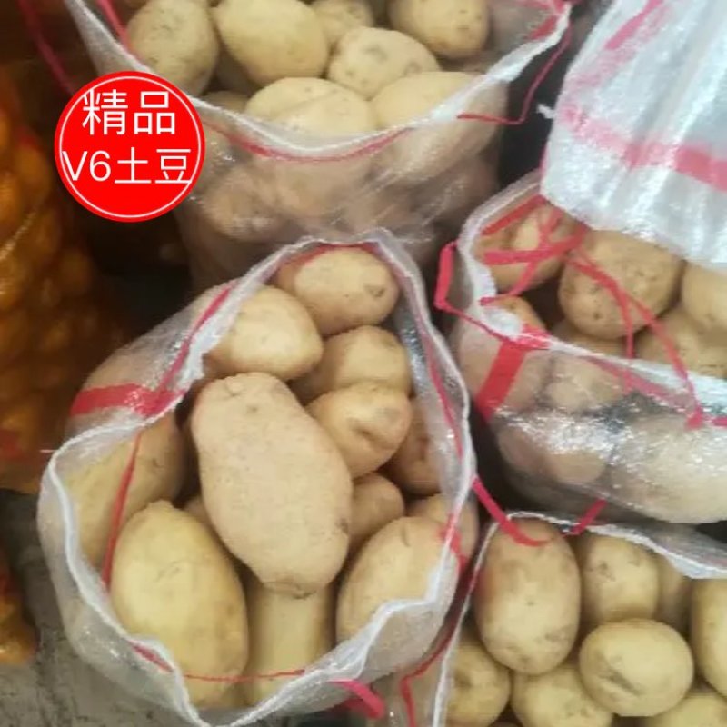 实验一土豆3两精品全国发货无虫眼个大看相好
