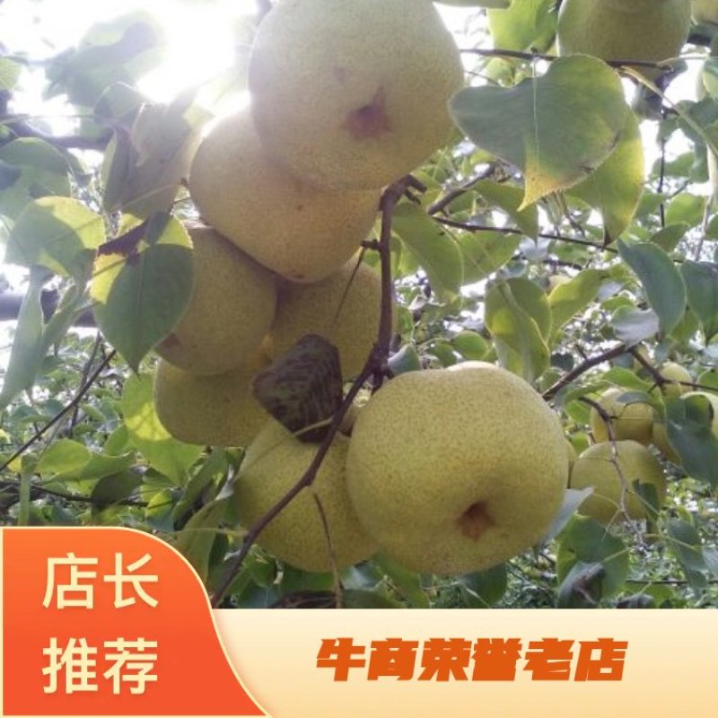 【推荐】安徽砀山酥梨光果，大量上市，果面干净，口感脆甜