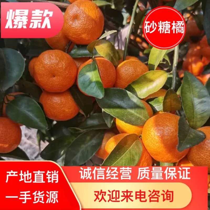 砂糖橘大量供应精品果