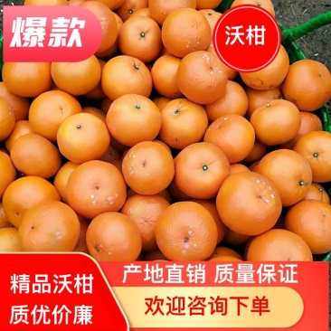沃柑精品产地直销代办