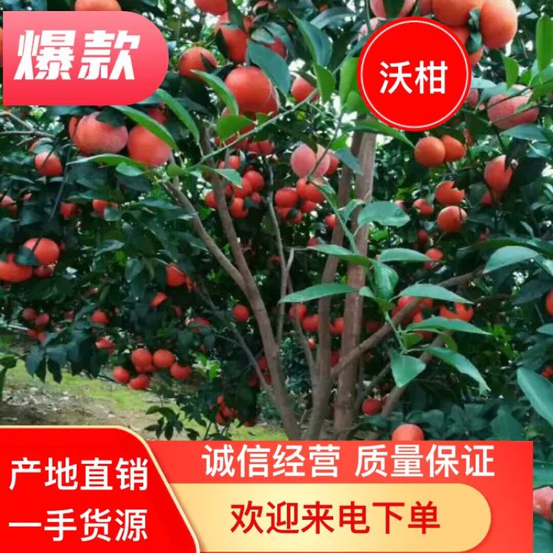 沃柑、沃柑大量供应品质保证大量供应靓沃柑