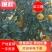 红江橙-白澄-沃柑-皇帝柑-砂糖橘大量供应