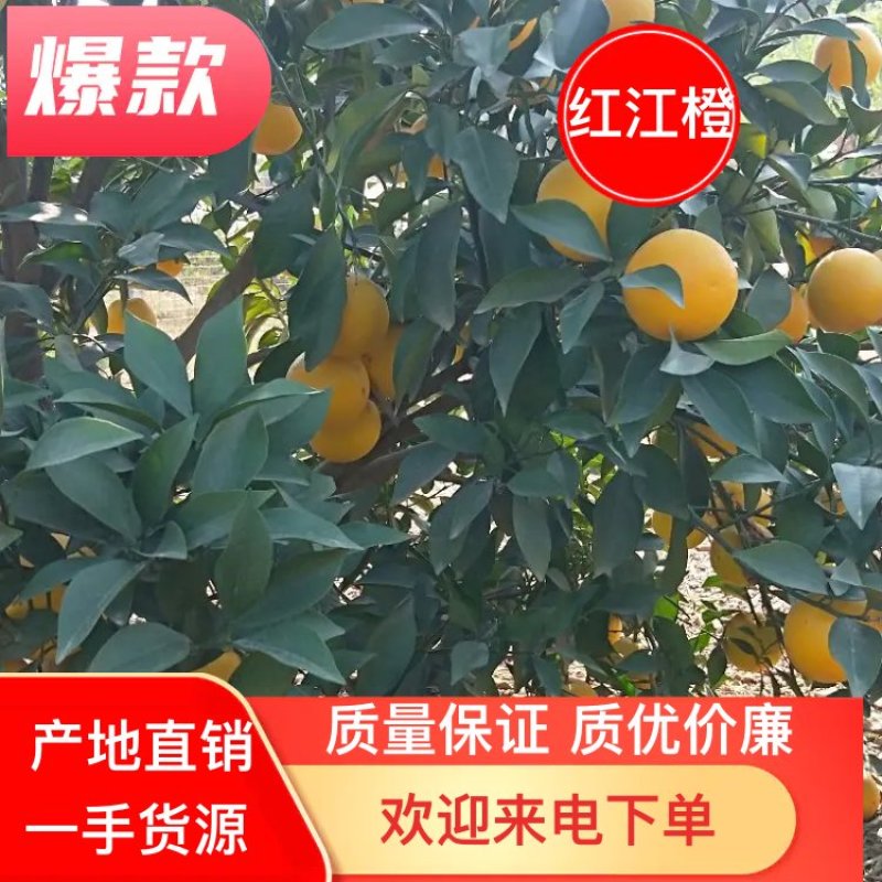 红江橙-白澄-沃柑-皇帝柑-砂糖橘大量供应