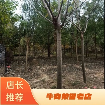 供应15-25公分合欢树，绒花，马缨花，