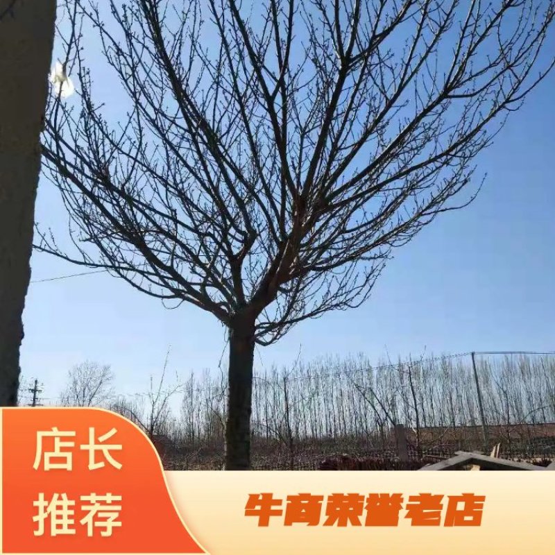 牛日本樱花，樱花日本晚樱，日本早樱染井吉野