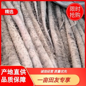 新鲜白玉山药开始大量上市山东白玉山药货好价格低