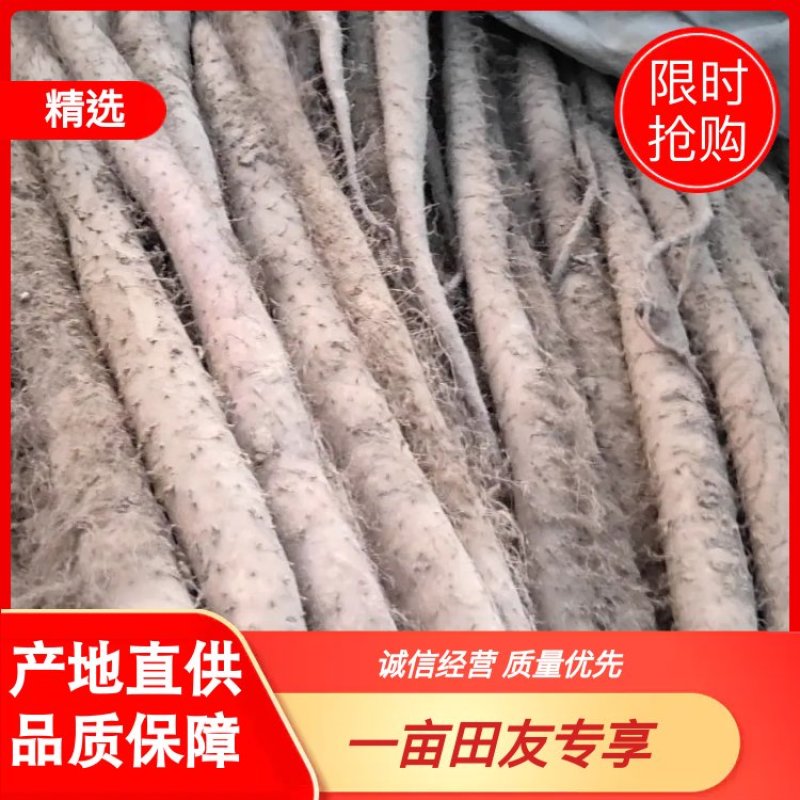 新鲜白玉山药开始大量上市山东白玉山药货好价格低