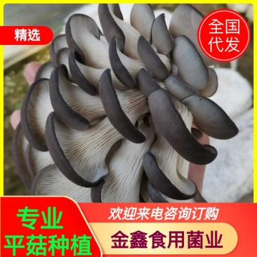【专业平菇种植】食用菌菌棒绿色菌菇，品质保障，农场直发