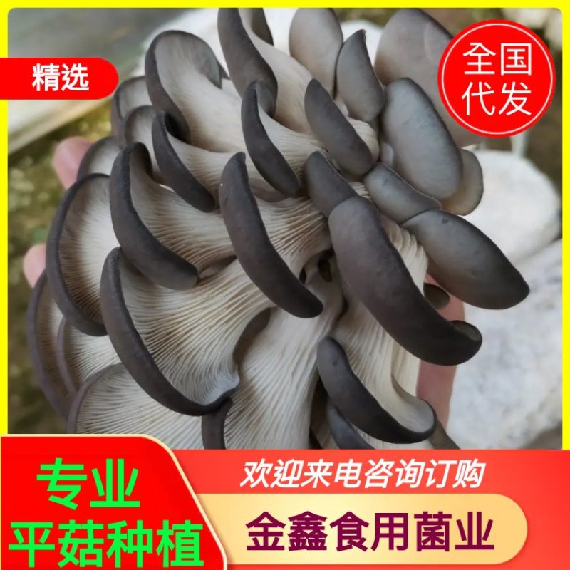 【专业平菇种植】食用菌菌棒绿色菌菇，品质保障，农场直发