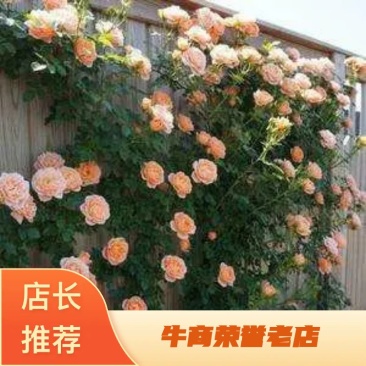 藤本月季欧洲大花重瓣月季颜色有十几个大小规格齐全包邮
