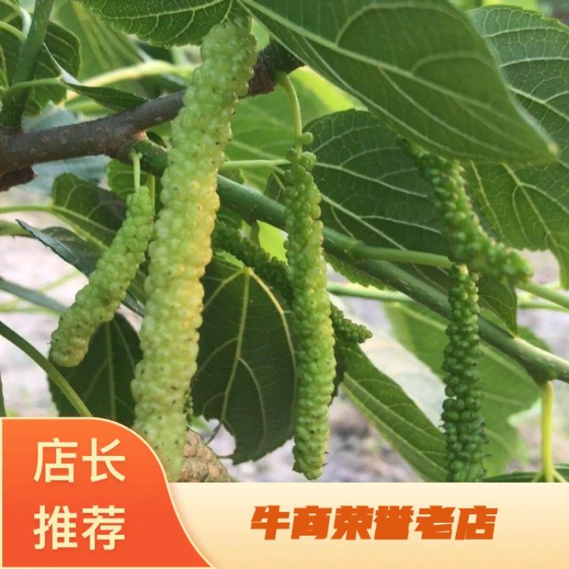 香金葚奶油长果桑二年苗桑葚苗口感香甜如蜜