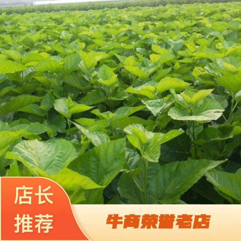 强桑一号嫁接苗高产量叶丝含量高包对版