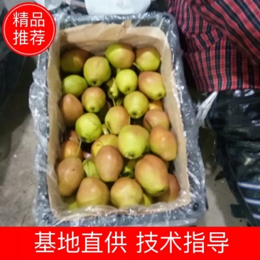 【热销】红香酥梨质优价廉采购量大优先产地直销