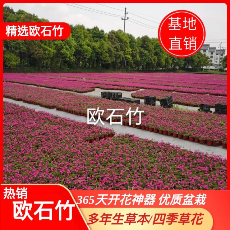 欧石竹/365天开花神器/多年生草本/四季草花/基地直销