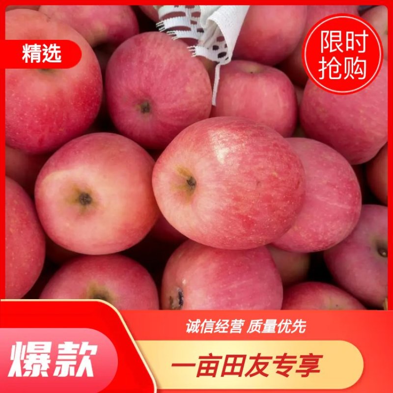 乐亭县冷库富士，地窖富士苹果大量现货需要的老板联系我