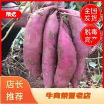 脱毒徐紫8红薯苗，河北种苗基地货源充足包成活率