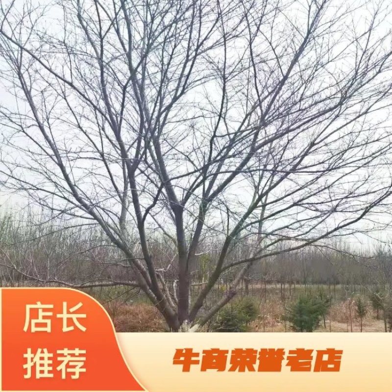 牛供应大规格樱花8-30公分日本晚樱，早樱，染井吉野