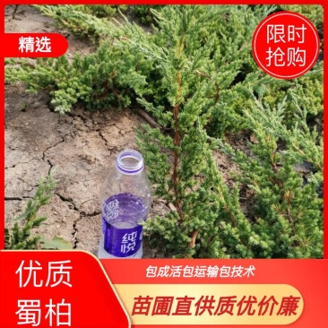 精选铺地柏蜀桧苗圃直供品种齐全货源充足量大从优