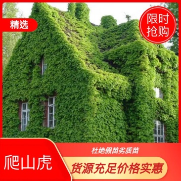精品美国五叶爬山虎全国供应质优价廉山坡护坡好选择