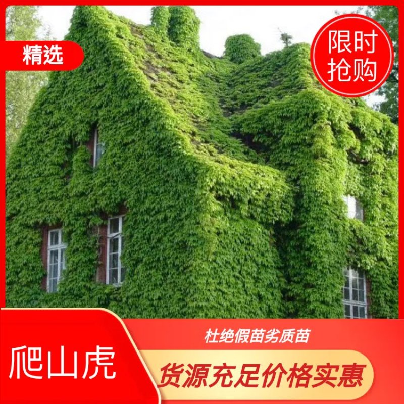 精品美国五叶爬山虎全国供应质优价廉山坡护坡好选择