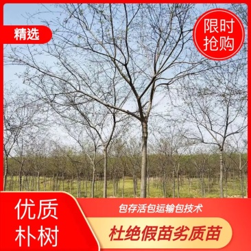 精品朴树白榉榉树苗圃大量出售12公分装车580量大从优