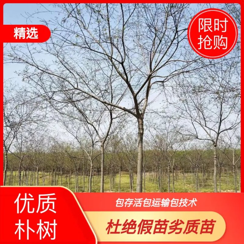 精品朴树白榉榉树苗圃大量出售12公分装车580量大从优