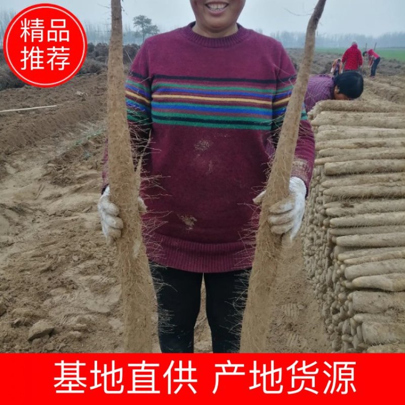 精品山药，白玉，西施，九斤黄，铁棍等，产地直销，欢迎订购