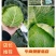 『实力』新鲜圆包菜扁包菜大量上市，保证质量，价格实惠。
