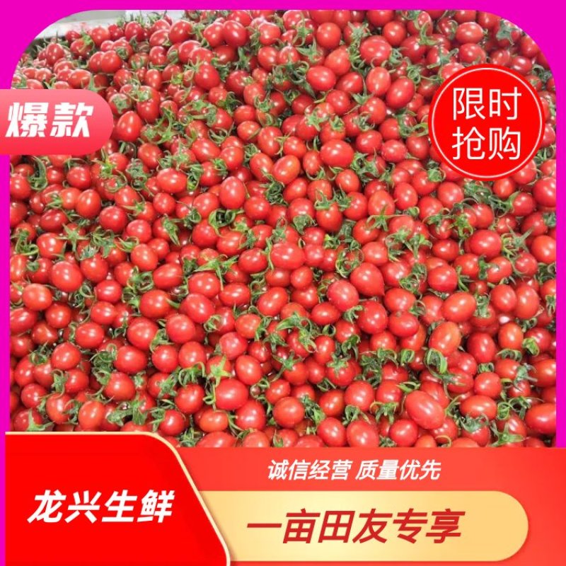 平度精品釜山88小西红柿圣女果樱桃番茄，千禧贝低价抢购中