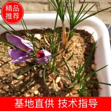 藏红花种球优质藏红花种球现货大量供应品质保证货量充足