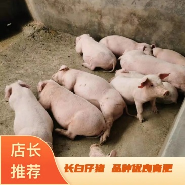 长白仔猪品种纯正优良育肥猪苗猪场直发防疫严格欢迎咨询
