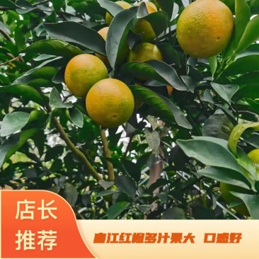 精品廉江红橙基地直发多汁果大口感好量大从优欢迎采购