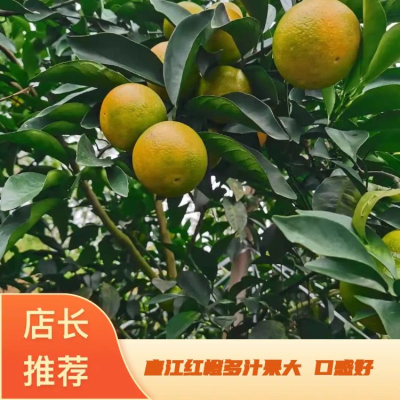 精品廉江红橙基地直发多汁果大口感好量大从优欢迎采购