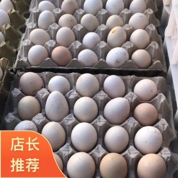 【长期供应】鲜鸡蛋次品鸡蛋畸形鸡蛋双簧蛋种类齐全