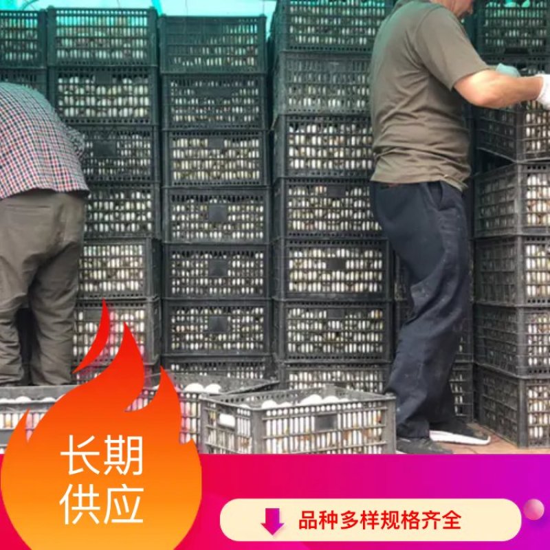 厂家直销鸭蛋，鲜鸭蛋，新鲜鸭蛋，圆黄无精鸭蛋