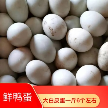 【长期有货】双簧雁鹅蛋，双黄蛋，双黄鹅蛋品种齐全