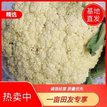 河南开封通许白面青梗松花菜，量大从优，价格美丽，万亩基地