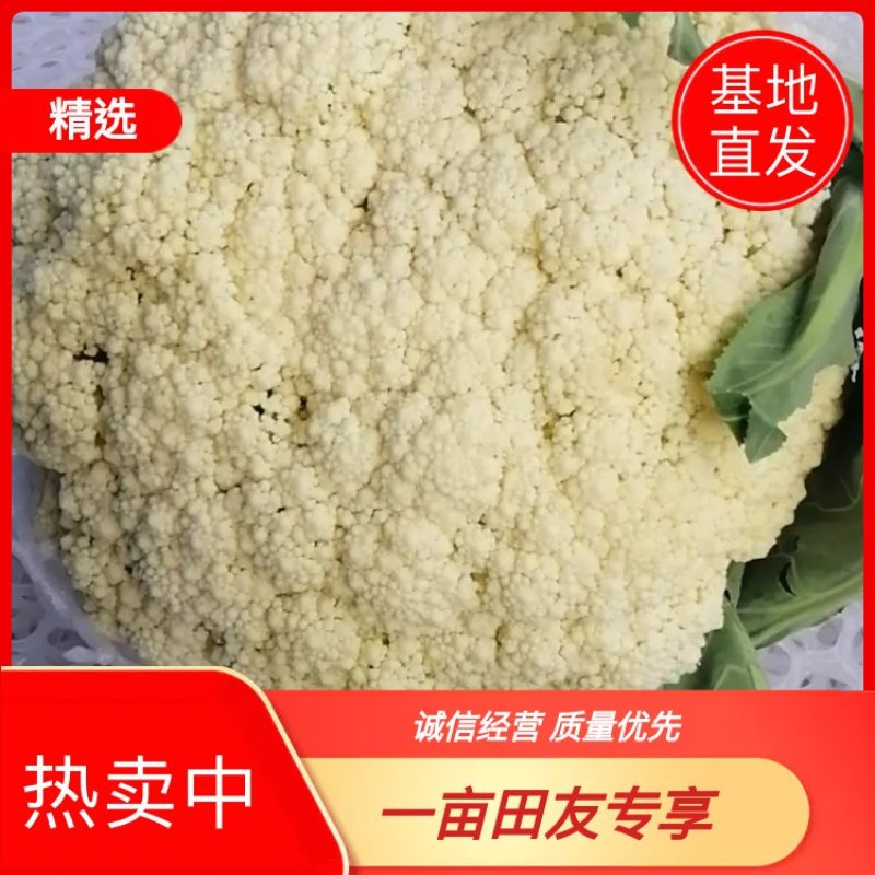 河南开封通许白面青梗松花菜，量大从优，价格美丽，万亩基地